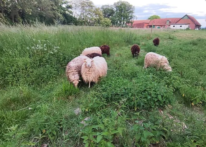Urlaub Auf Dem Bauernhof